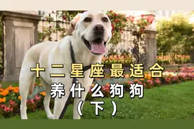 十二星座最适合养什么狗狗，你养对了吗？视频封面