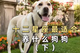 十二星座最适合养什么狗狗，你养对了吗？