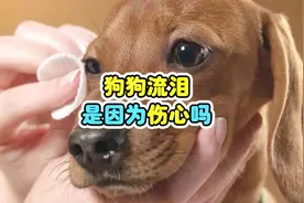 狗狗流泪是因为伤心吗