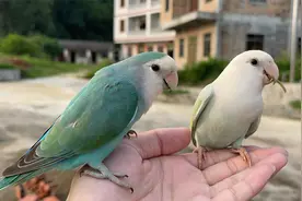 两只会认家的牡丹鹦鹉，天黑了还知道飞回家进笼子