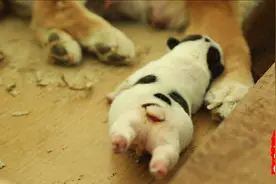 小法斗出生不久就跟着柴犬妈妈长大，背后的原因让人唏嘘不已视频封面