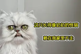 惊魂奶奶猫，吓得男子口吐芬芳喊妈妈，你有被吓到吗视频封面