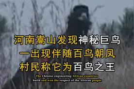 河南嵩山发现神秘巨鸟，一出现伴随百鸟环绕，村民称它为百鸟之王视频封面