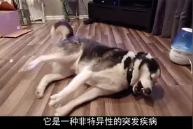 哈士奇倒地抽搐，本以为是闹着玩，谁料真相如此残忍！视频封面