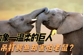 大象吊打鳄鱼，它真的害怕老鼠吗？大象的天敌究竟是什么？视频封面