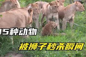 你见过狮子攻击猎豹和黑熊吗？以下就是狮子攻击15种猎物的瞬间！视频封面