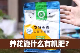 养花施什么有机肥？园艺师教你，用发酵鸡粪，可种花也可种菜视频封面
