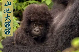 山地大猩猩是一种濒临灭绝的珍稀动物，猩猩宝宝可萌了。