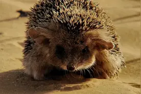 沙丘中的旅居专家长耳刺猬！拥有超强听力的耳朵还能调节体温！