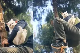 猫咪贪玩爬上树不敢下来，主人无奈爬树去救它，这一幕笑不活了