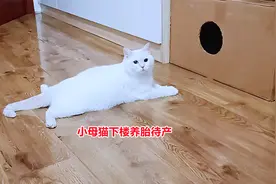 小母猫春节生产，主人将它迎到主卧待产，找猫妈陪产却吓得藏起来视频封面