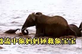 三只小象在激流中被冲走，象妈妈拼尽全力拯救象宝宝，感人纪录片视频封面
