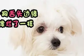 小狗舌头边缘像烂了一样