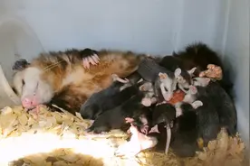 哺育袋一次养十几只幼崽，负鼠妈妈究竟是怎么养孩子的？视频封面