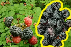 在农村才能吃到的特有水果“刺泡”，勾起了童年时候的美好回忆