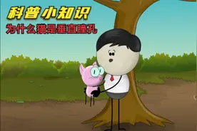 科普小知识：为什么猫是垂直瞳孔？