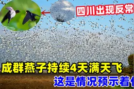 四川一地突然涌入成群燕子，持续4天满天飞，这是什么预兆？视频封面