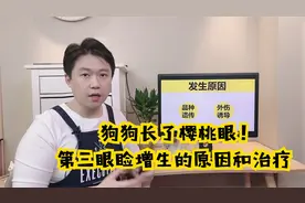 狗狗长了“樱桃眼” ! (第三眼睑增生)视频封面