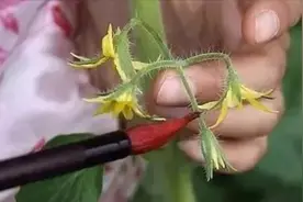 西红柿点花要注意什么？时间方法都给你，赶紧收藏啦视频封面