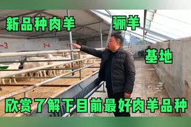 新品种肉羊，生长速度超快肉质好，产仔也多成群特快，来了解下视频封面