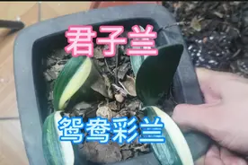 鸳鸯彩兰是君子兰一个珍贵品种，把我买彩兰经验给网友们分享一下视频封面
