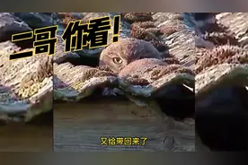 小乌龟：我四条腿还跑不过你没有腿的？视频封面