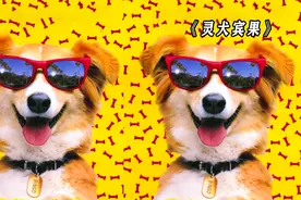 这是一个会自己选主人 还会各种神操作的狗狗视频封面