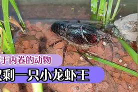 小龙虾堪称动物内卷之王，同类互吃，一缸小龙虾只剩下一只龙虾王视频封面