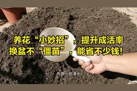 移栽为什么难“活”？教你小妙招，不花钱，提升成活率视频封面