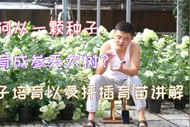 一盆花如何从播种开始养起？种子培育以及扦插育苗讲解。视频封面