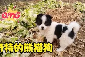 农村小黑狗生下一只熊猫狗，长相奇怪特别好动太好玩了视频封面