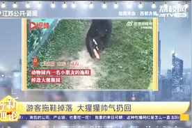 山东威海：游客拖鞋掉落，大猩猩帅气扔回！现场游客欢呼视频封面
