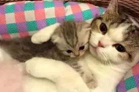 主人把刚出生的小奶猫抱走，看到母猫的反应后，让人感动！视频封面