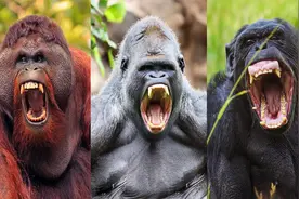 “大猩猩”与其它三大类人猿相比到底有多强大？怪不得被称为金刚