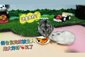 两只小仓鼠竟然被主人用油炸大虾坑哭了，气得直喊要和主人拜拜视频封面