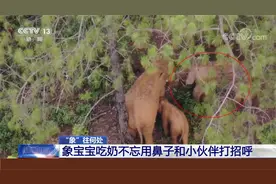 “你吃了吗？”象宝宝吃奶不忘用鼻子和小伙伴打招呼视频封面