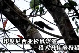 印度尼西亚猎人，狩猎泛滥的松鼠，枪法真准，回去做下酒菜视频封面