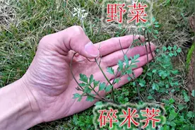 野菜“碎米荠”认识吗？植物别名“见肿消”，一起了解下它视频封面