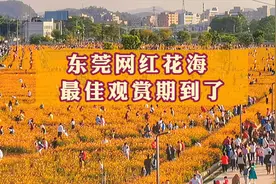 东莞网红花海刷屏了，最佳赏花期到了！视频封面