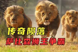 坏男孩联盟传奇陨落，大部分死于人类干预，结局虽凄惨但无比悲壮视频封面