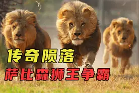 坏男孩联盟传奇陨落，大部分死于人类干预，结局虽凄惨但无比悲壮视频封面