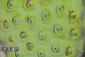 买莲蓬，挑大的还是小的？盛夏莲蓬巧挑选，“夏天味道”不错过视频封面