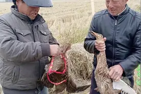 抓2只散养的土鸭子，大锅炖点胡萝卜，一桌人吃得满嘴流油视频封面