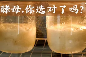 任何人错过这个酵母科普视频我都会伤心的！视频封面