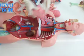 洪宇医教人体精准躯干软质模型，人体内脏构造模型产品生产厂家视频封面