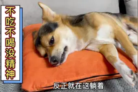 狗狗突然不吃不喝没精神，萎靡不振的样子看得主人心头一阵心酸！视频封面