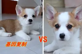 柯基的基因有多强大？小狗和妈妈小时候的对比，快认不出来了