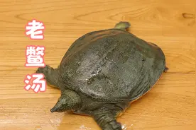 甲鱼汤如何做才鲜美无腥？厨师长教你妙招，肉香汤鲜一锅煲成视频封面
