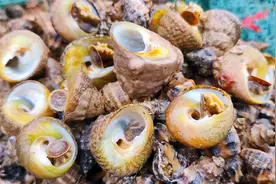 礁石区赶海，石头上密密麻麻大片辣螺，藤壶堆里一窝马蹄螺视频封面