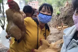 广东妹子到山上抓鸡，想徒手抓鸡，鸡吓得往山下乱窜，场面失掌控视频封面